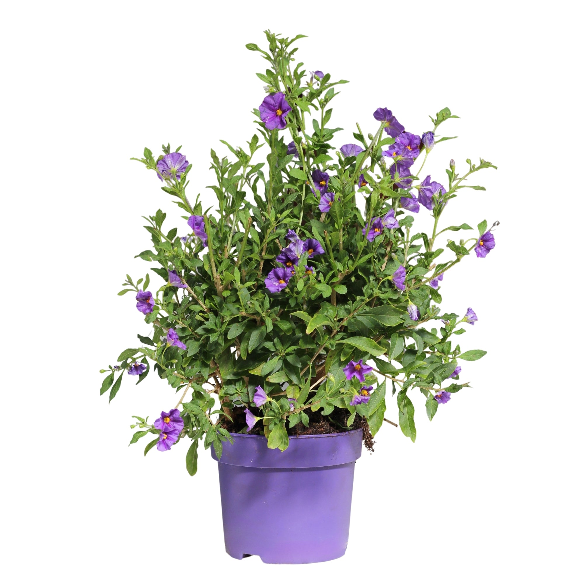 Solanum Rantonnetii | Jasmim Azul